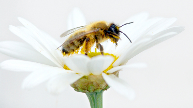 고농도약침 장점 4